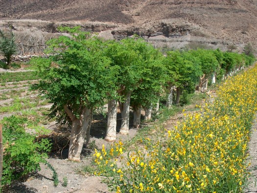 Moringa tree, PED-Project, 2000 (3)
